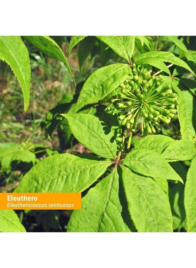 HERB PHARM Eleuthero Root Liquid Glycerite for Energy and Stamina, Alcohol-Free Glycerite, 1 Fl Oz - Image 3